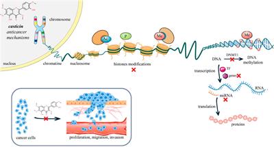 Casticin as potential anticancer agent: recent advancements in multi-mechanistic approaches